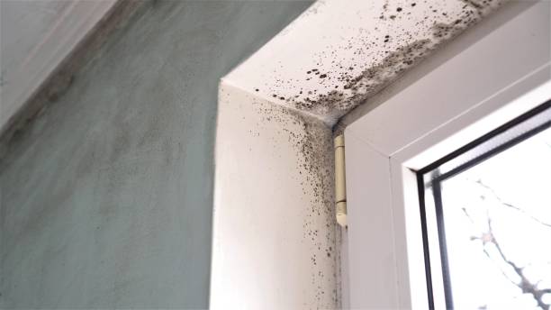 Best Attic Mold Remediation in Folcroft, PA